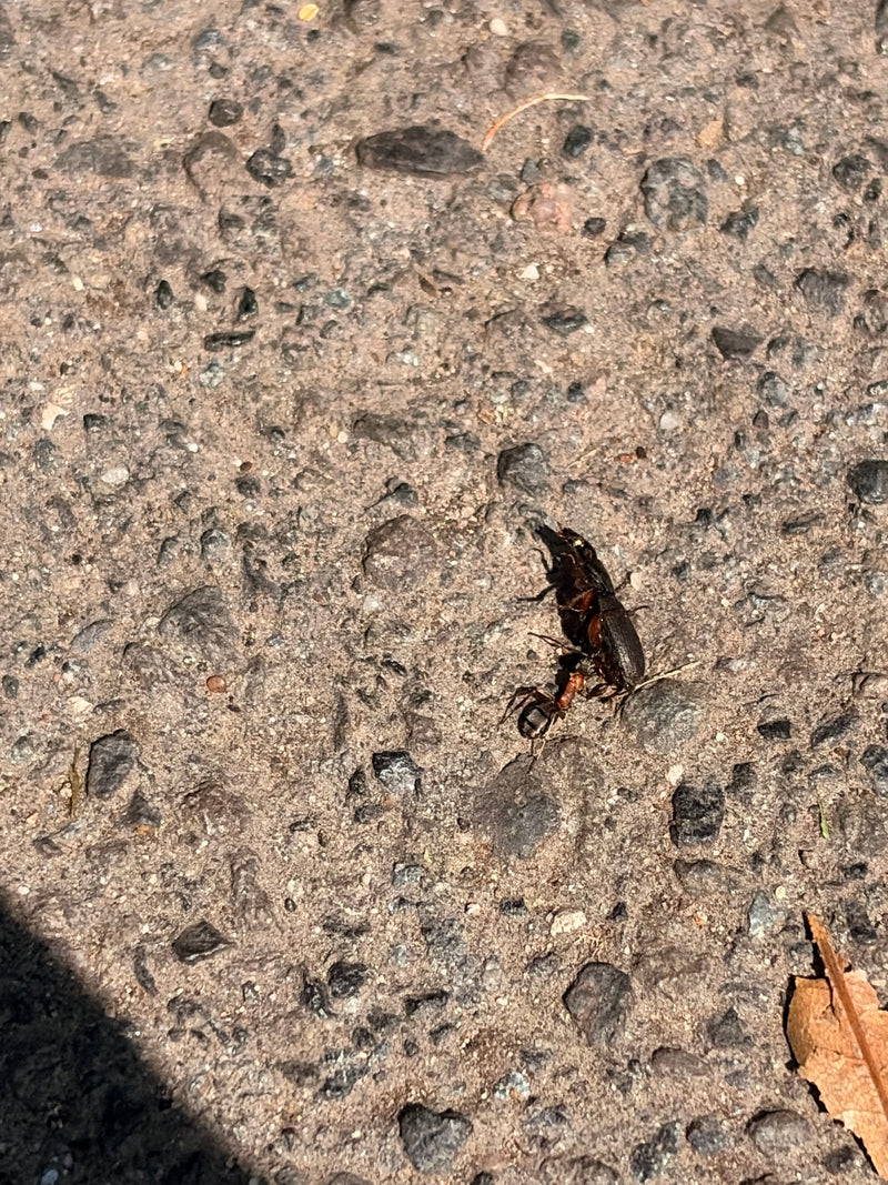 Rote Waldameise — Bild 3