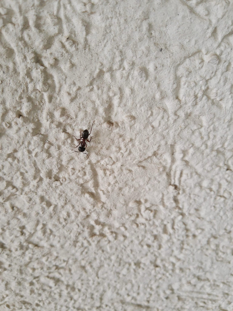 Waldameise (Gattung) — Bild 4