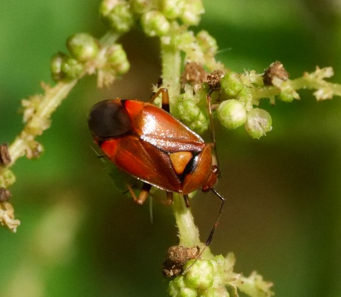 Rote Weichwanze — Bild 1 von 1