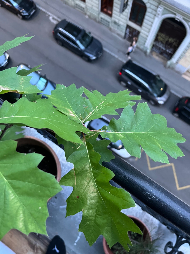 Roteiche — Bild 4 von 6
