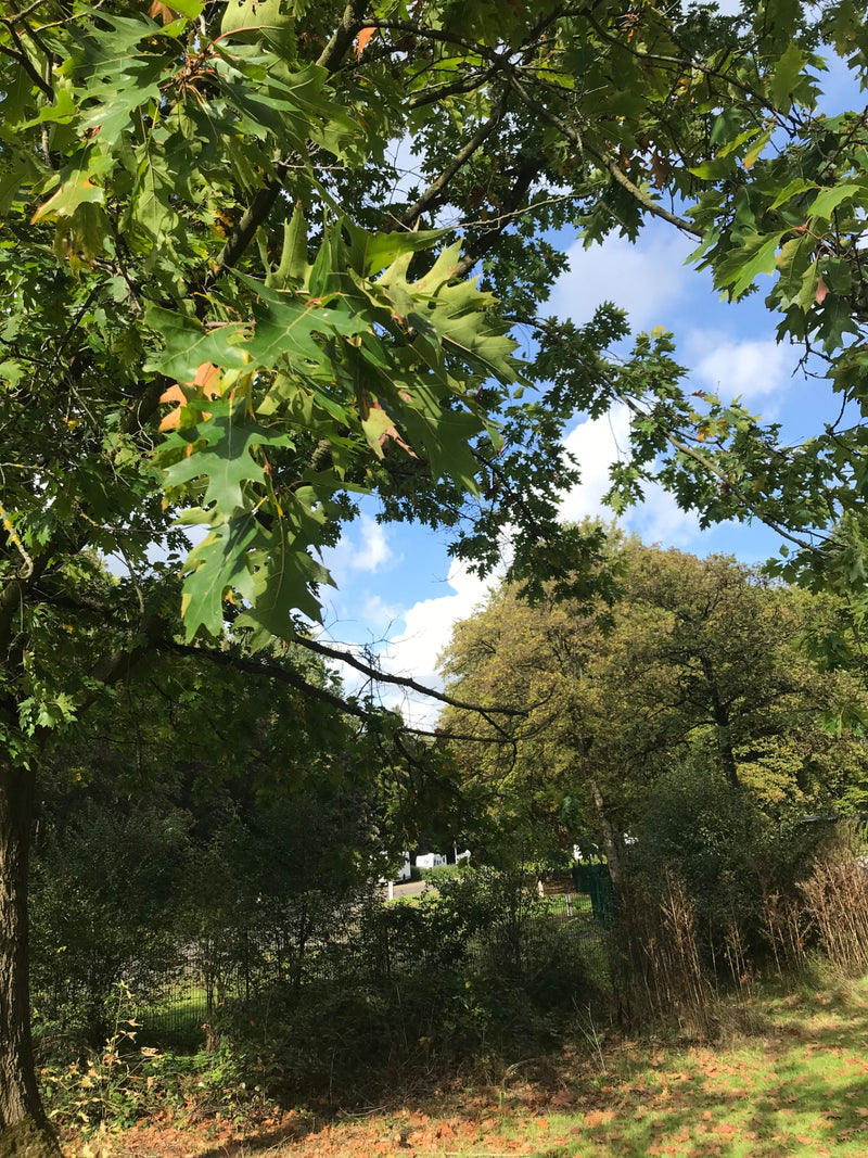 Zweige einer Roteiche mit charakteristisch spitz gelappten grünen Blättern vor einem sonnigen Himmel.