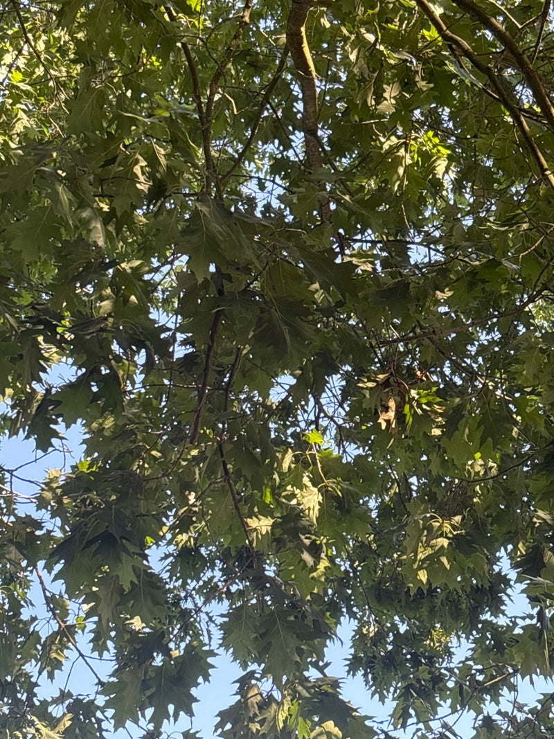 Roteiche — Bild 1 von 6