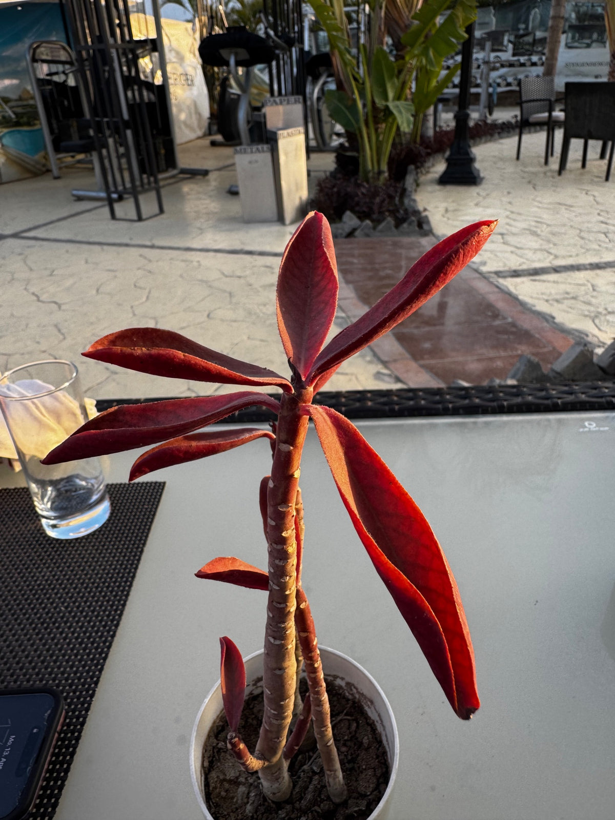 Roter Afrikanischer Milchbusch  Silberkraft