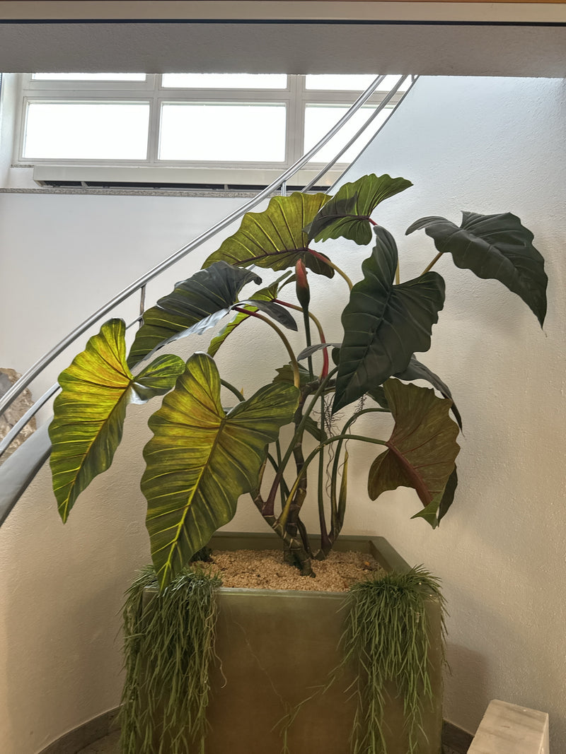 Roter Baumfreund (Sorte 'Black Cardinal') — Bild 4