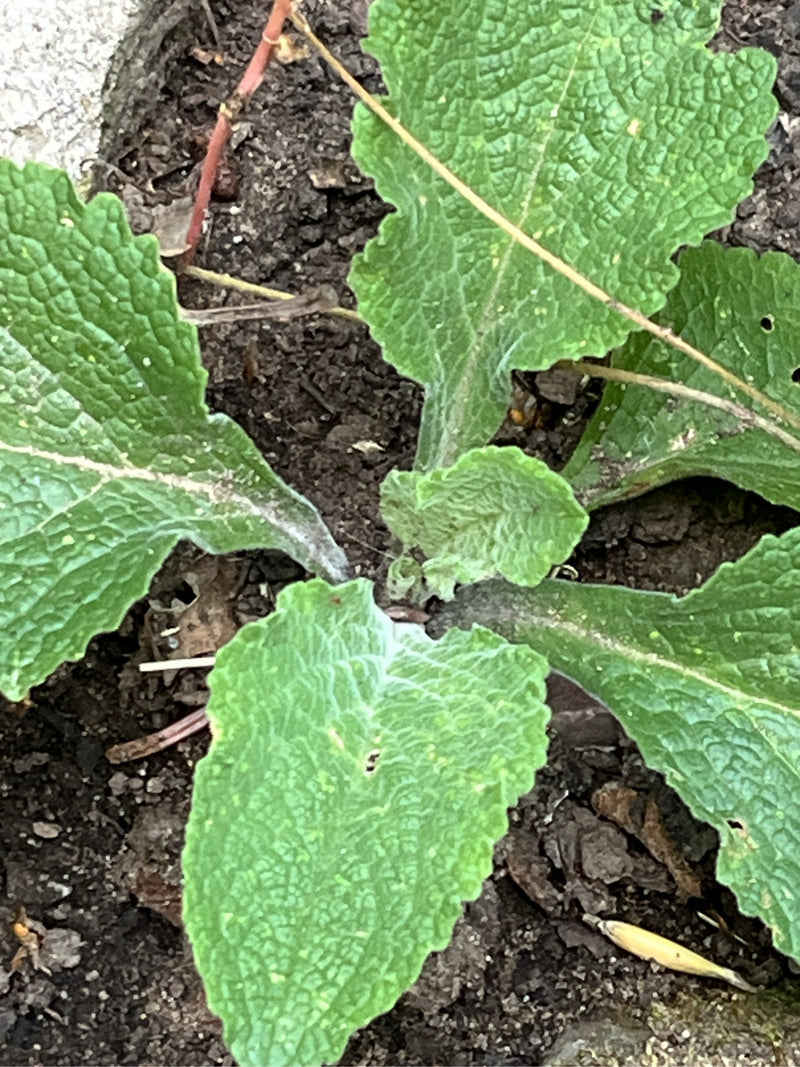 Roter Fingerhut — Bild 4