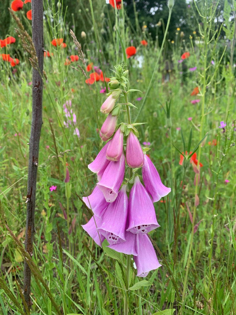 Roter Fingerhut — Bild 5