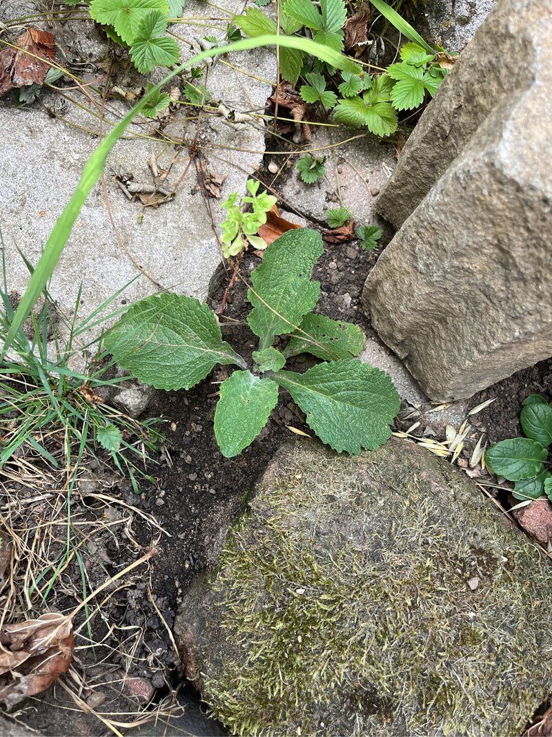 Roter Fingerhut — Bild 2