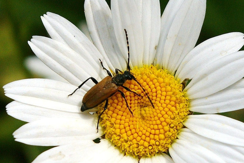 Rothalsbock — Bild 3