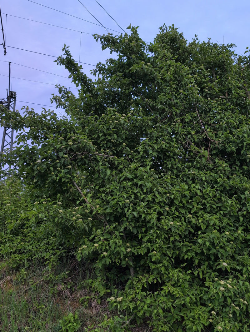 Hartriegel — Bild 5