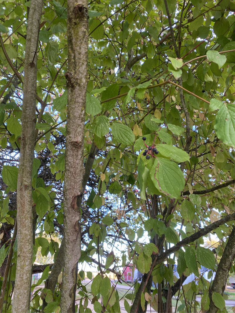Zweige eines Roten Hartriegels mit grünen Blättern und dunklen Beeren an rötlichen Stielen.