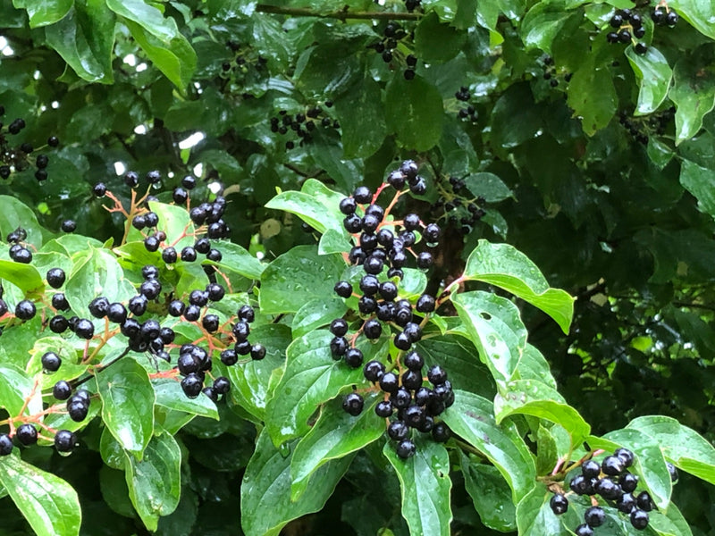 Auf dem Bild ist ein Zweig des Roten Hartriegels mit reifen, schwarzen Beeren und grünen Blättern zu sehen. Die Pflanze steht im Freien.