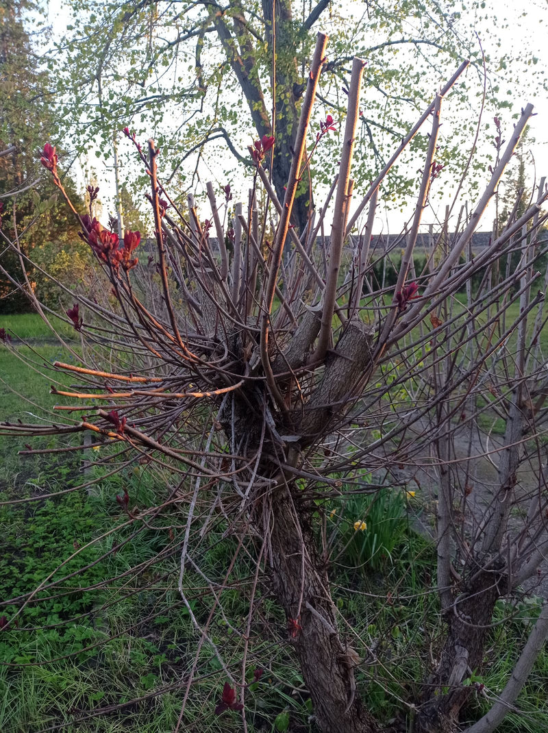 Hartriegel — Bild 2