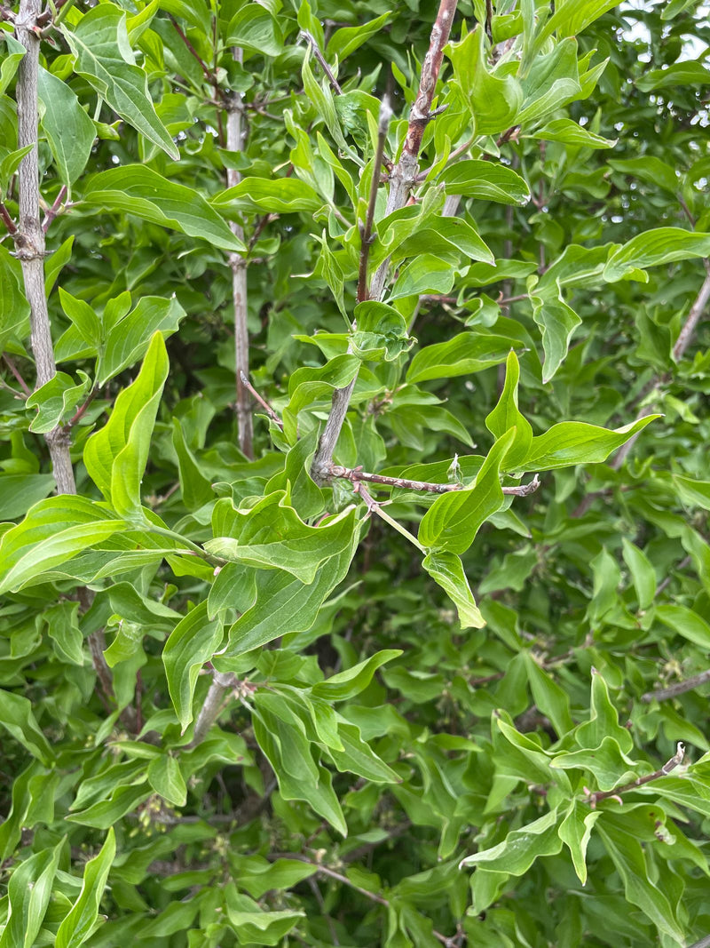 Das Bild zeigt die grünen Blätter und verzweigten Äste eines Hartriegels im Sommer. Die typische gegenständige Blattanordnung ist gut zu erkennen.