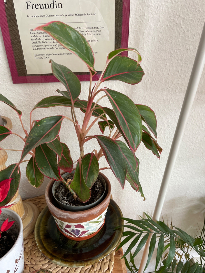 Roter Kolbenfaden — Bild 1