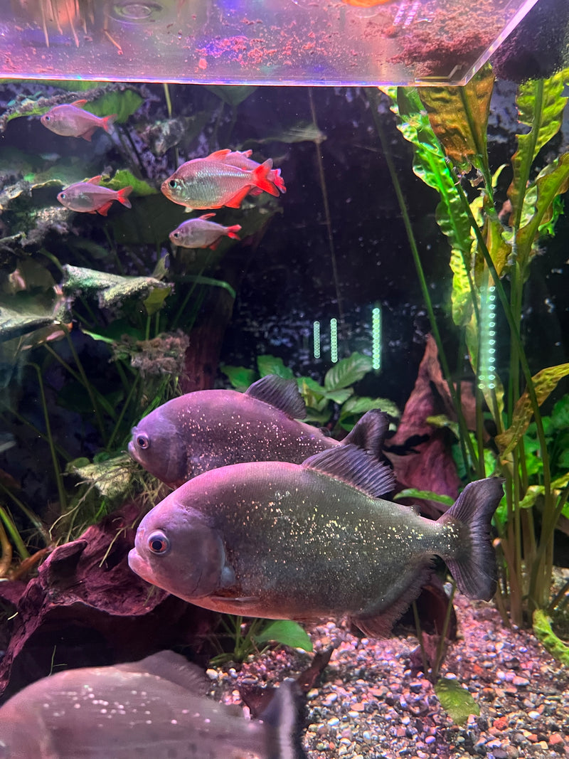 Roter Piranha — Bild 1