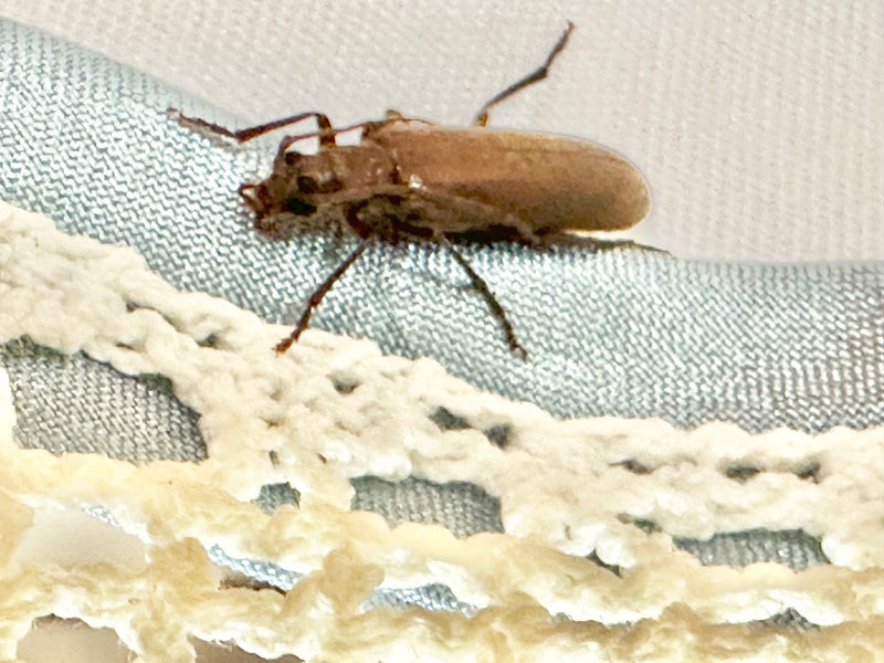 Gemeiner Weichkäfer — Bild 5