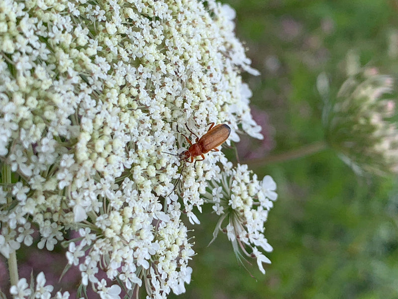 Gemeiner Weichkäfer — Bild 3