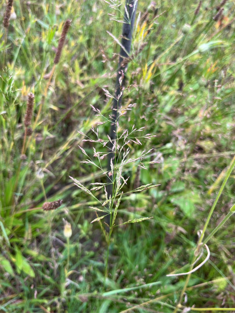 Rotes Straußgras — Bild 2