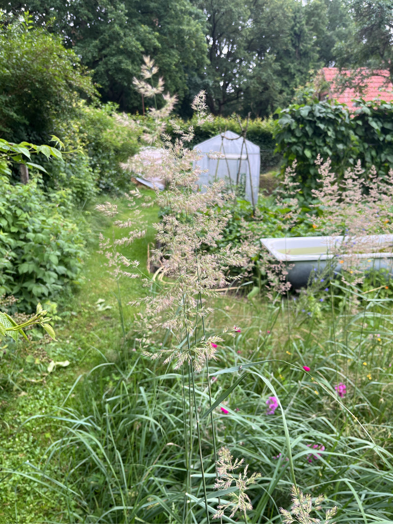 Rotes Straußgras — Bild 1
