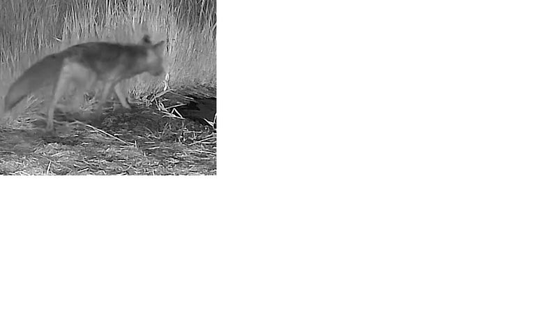 Rotfuchs — Bild 5