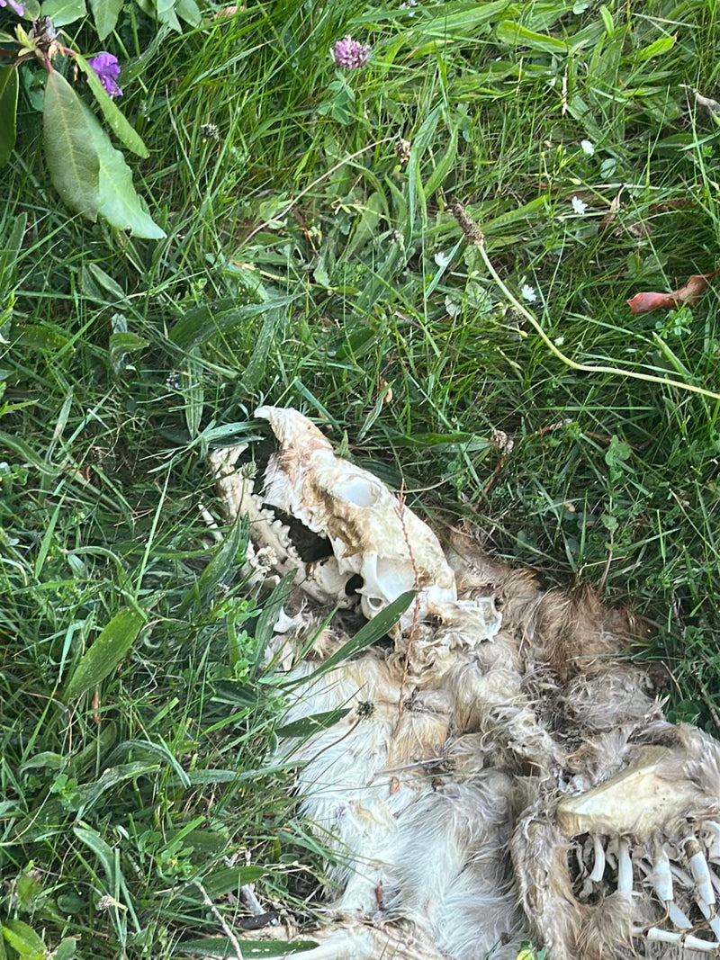Rotfuchs — Bild 1