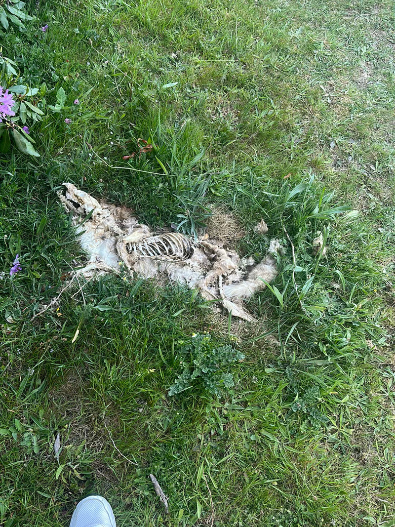 Rotfuchs — Bild 3