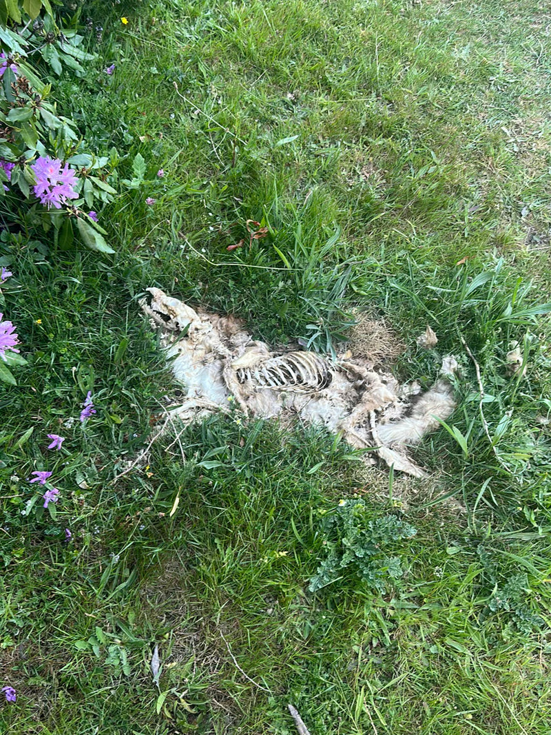Rotfuchs — Bild 2