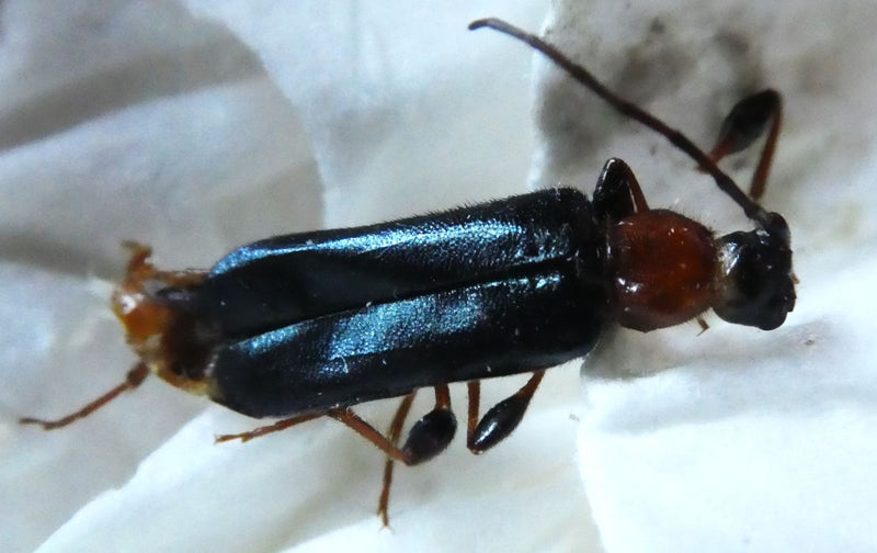 Rothalsiger Scheinbockkäfer — Bild 1