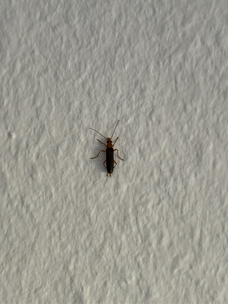 Rothalsiger Scheinbockkäfer — Bild 3
