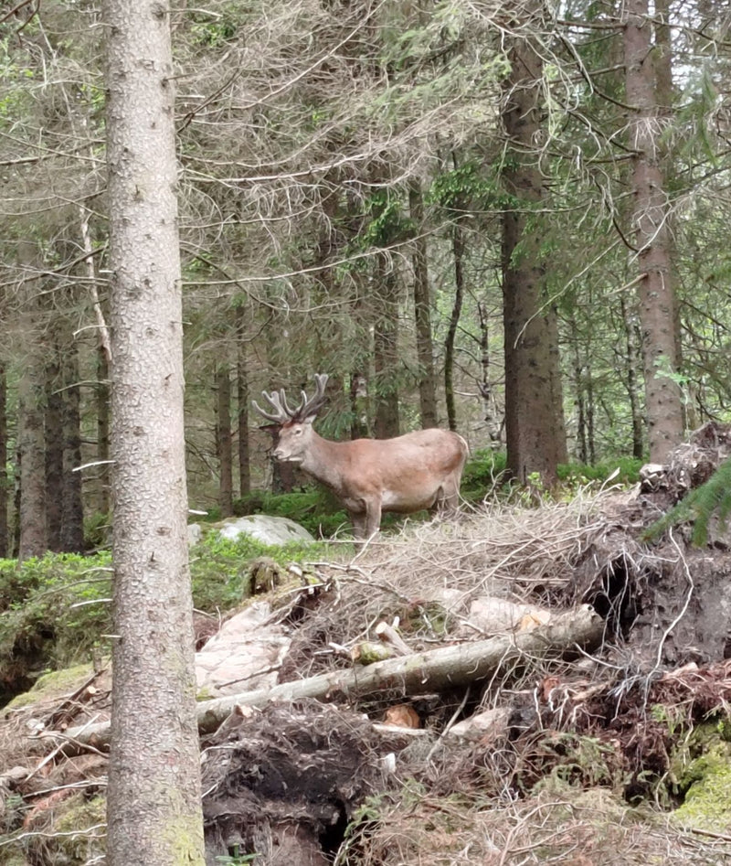 Rothirsch — Bild 1 von 7