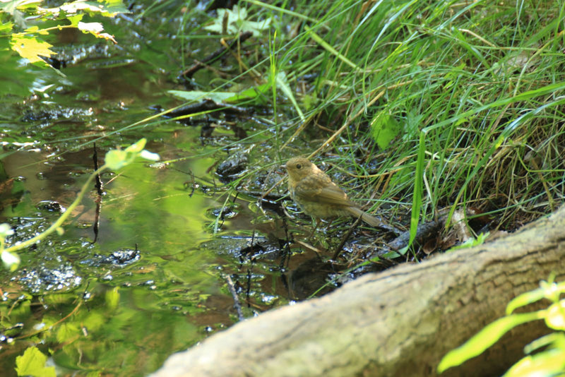 Rotkehlchen — Bild 3