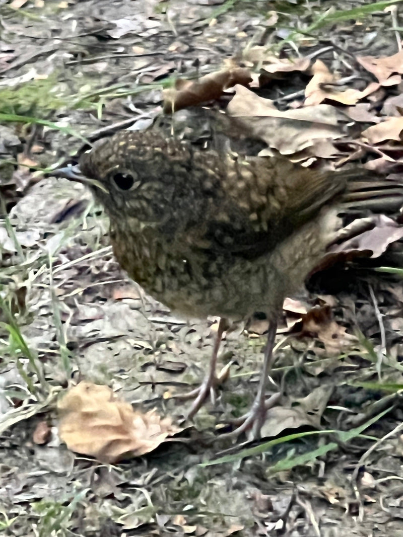 Rotkehlchen — Bild 2