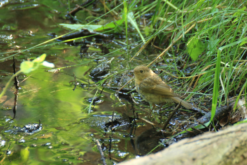 Rotkehlchen — Bild 5