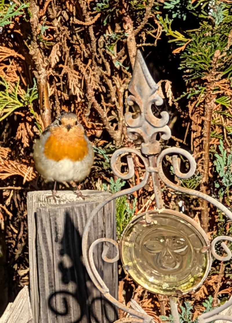 Rotkehlchen — Bild 1