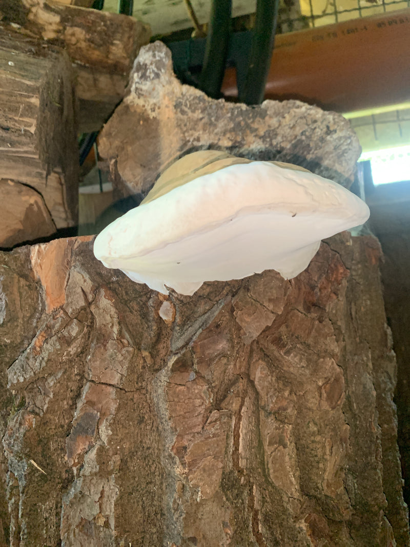 Rotrandiger Baumschwamm — Bild 1