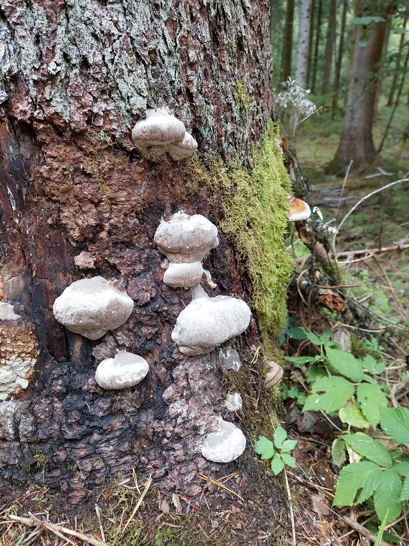 Mehrere junge Fruchtkörper des Rotrandigen Baumschwamms wachsen an der Rinde eines Nadelbaumstamms.