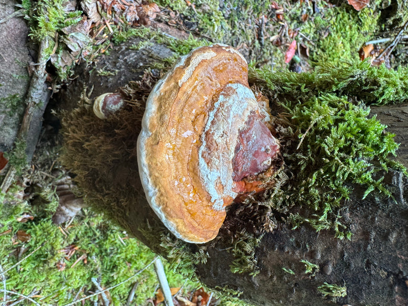 Ein Fruchtkörper des Rotrandigen Baumschwamms wächst an einem moosbewachsenen Baumstamm auf dem Waldboden.