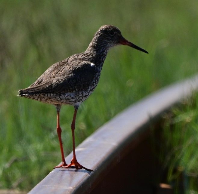 Ein Rotschenkel steht auf einer metallischen Schiene vor einer grünen Wiese. Der Vogel zeigt sein typisches Gefieder und die langen roten Beine.