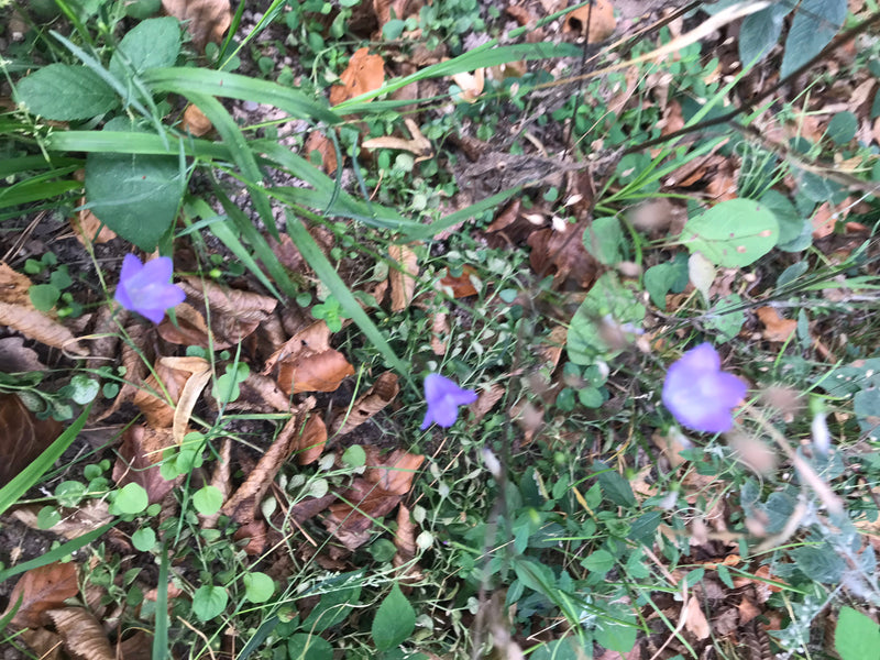 Auf dem Waldboden wachsen und blühen mehrere violette Rundblättrige Glockenblumen zwischen Laub und Gras.