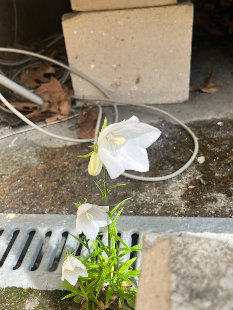 Rundblättrige Glockenblume — Bild 1