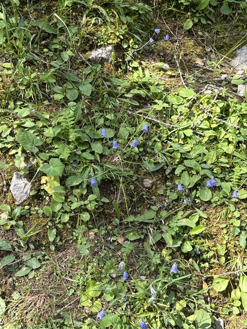 Rundblättrige Glockenblume — Bild 1