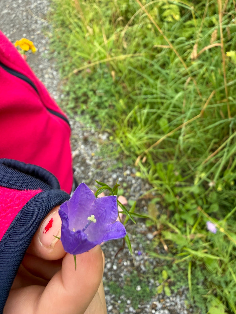 Rundblättrige Glockenblume — Bild 5
