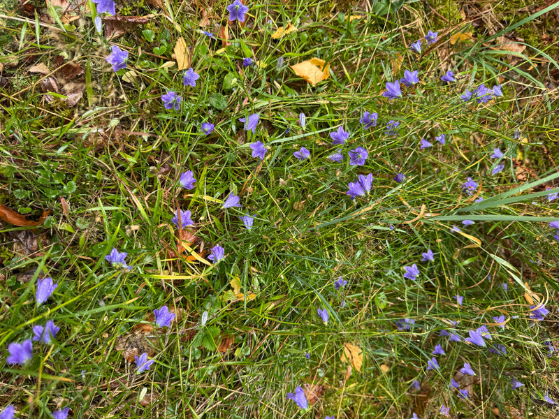 Zahlreiche blauviolette Blüten der Rundblättrigen Glockenblume wachsen inmitten einer feuchten Grasfläche mit vereinzelten Herbstblättern.