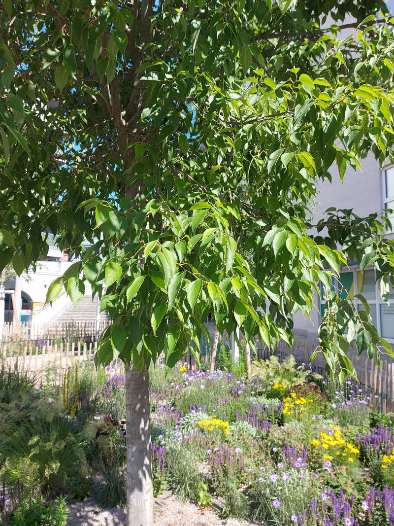 Südlicher Zürgelbaum — Bild 1