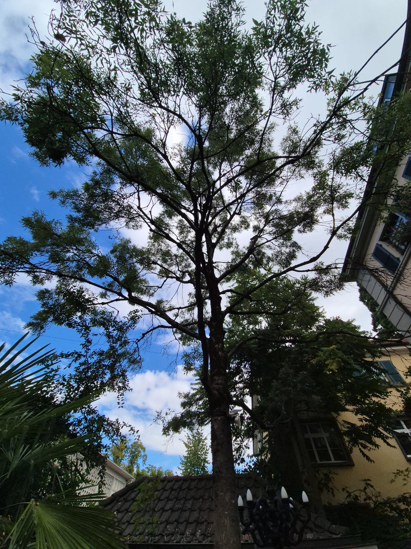 Südlicher Zürgelbaum — Bild 4