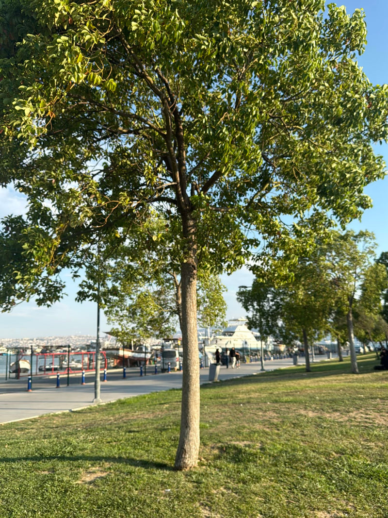 Südlicher Zürgelbaum — Bild 1