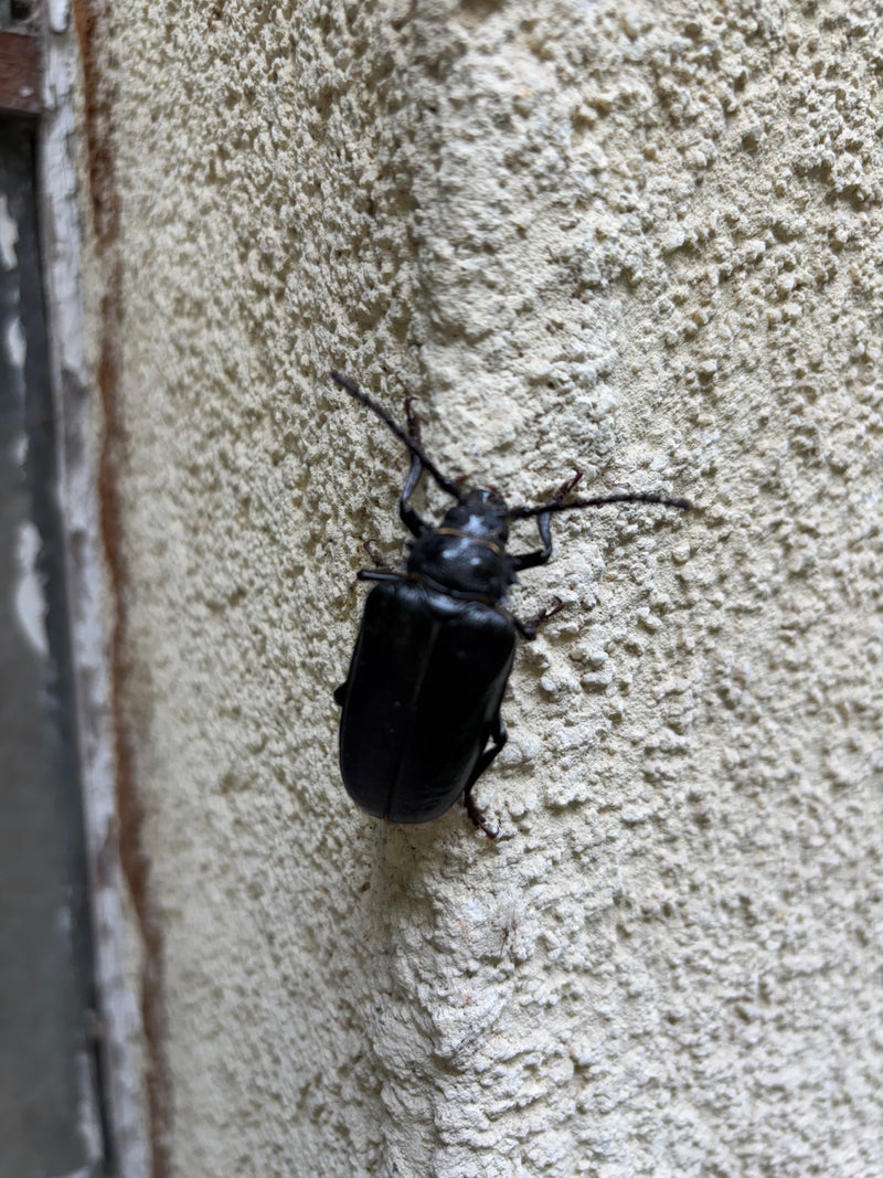 Sägebock — Bild 4