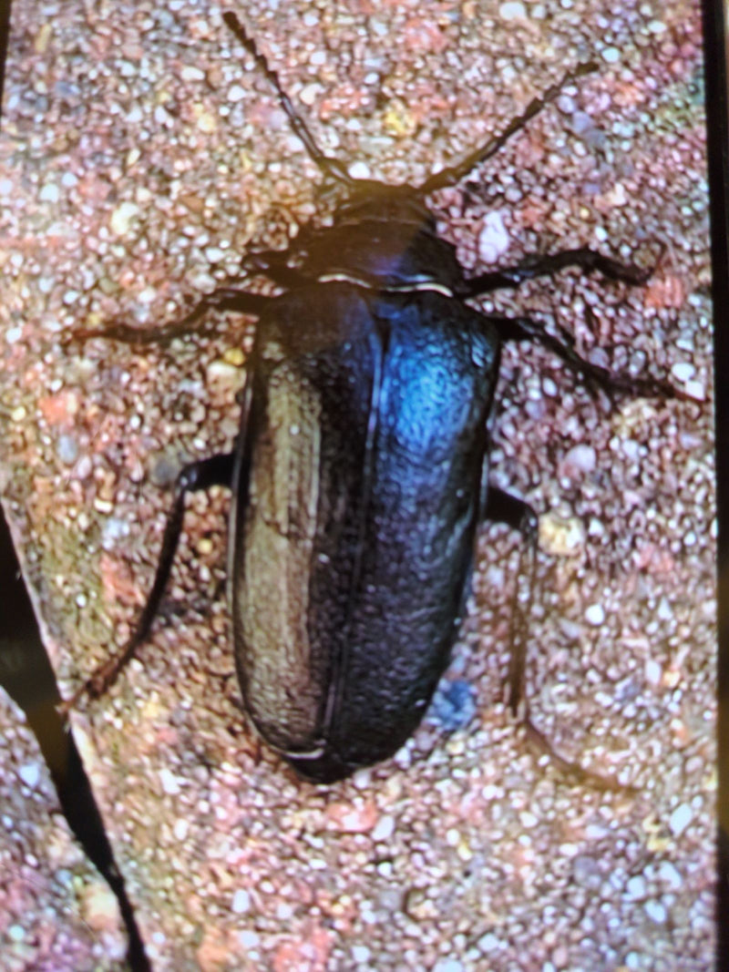 Sägebock — Bild 5