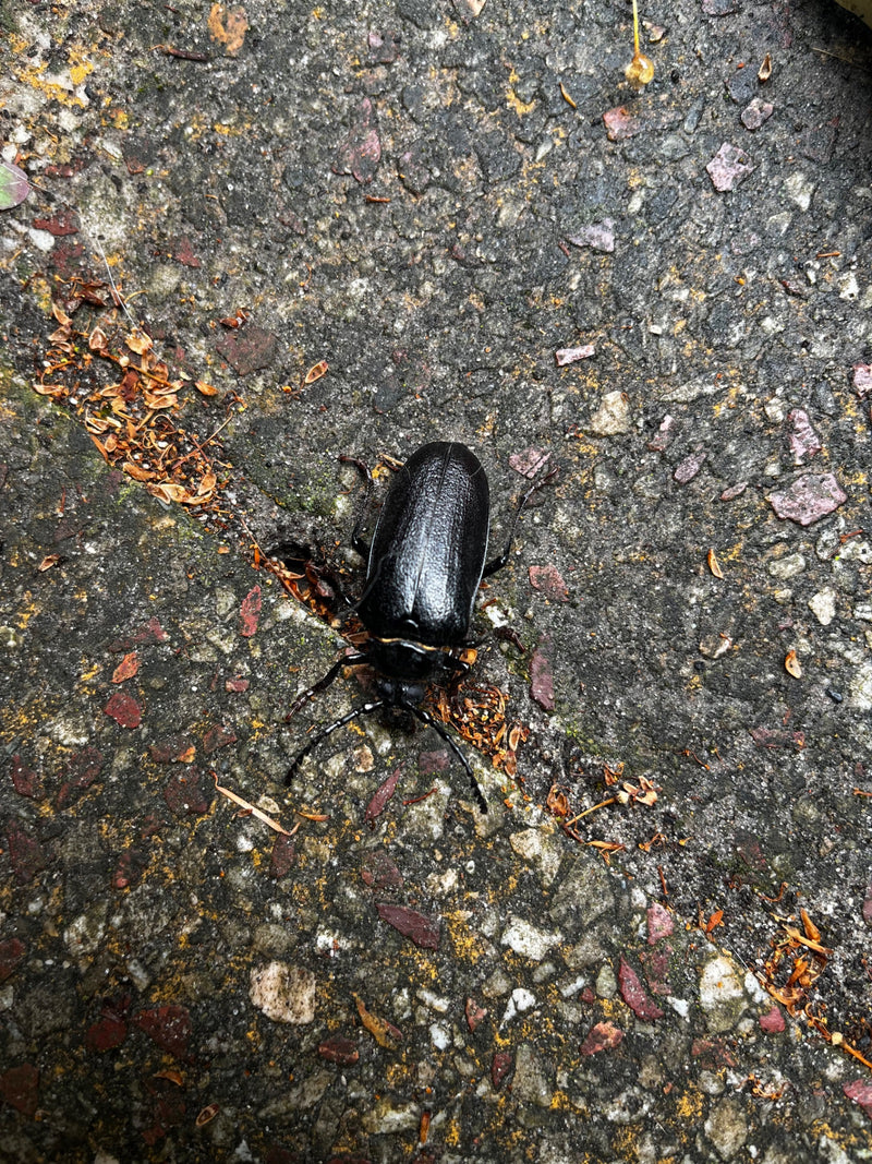 Sägebock — Bild 3