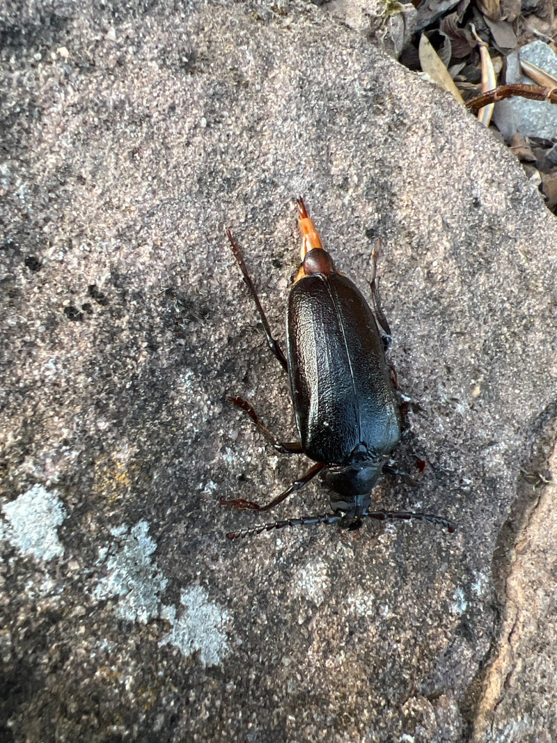Sägebock — Bild 2